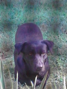 a black dog sitting in the grass looking at the camera with an intense look on his face