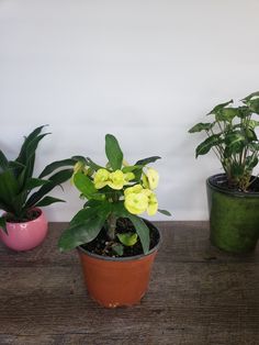 three potted plants sitting on top of a wooden table