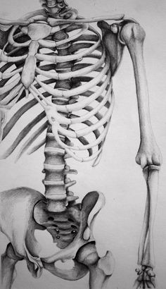 a drawing of a human skeleton with the ribs exposed