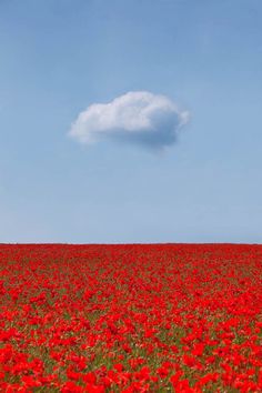 a field full of red flowers with a cloud in the sky above it and color swatches below