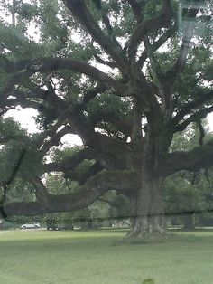 a large tree in the middle of a park