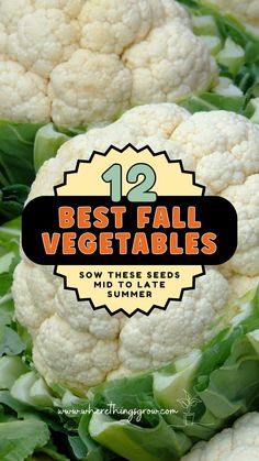 12 Best Fall Vegetables - Sow These Seeds Mid to Late Summer