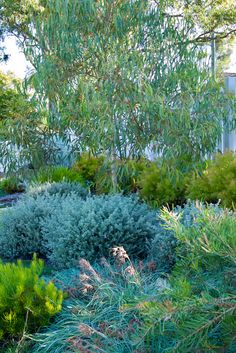 the bushes and trees are all green in this garden area, with blue foliage on either side