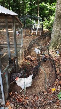 two chickens in a small chicken coop next to a tree and some leaves on the ground