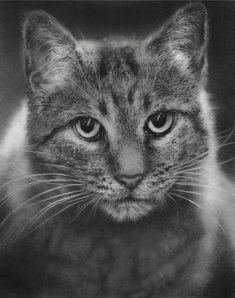 a black and white photo of a cat