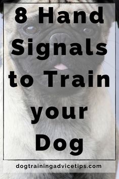 a pug dog with the words 8 hand signals to train your dog on it