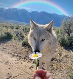 a person holding a flower in front of a wolf with a rainbow in the background