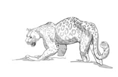 a black and white drawing of a cheetah on the ground with its head down