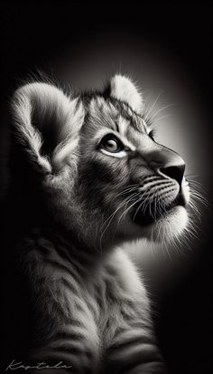 a black and white photo of a baby lion cub looking up at something in the distance