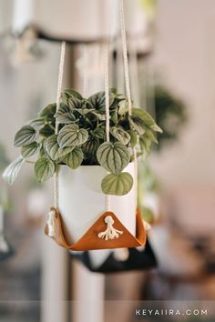 a potted plant hanging from a rope