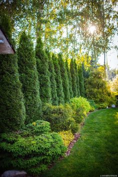 a row of trees in the middle of a garden