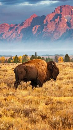 a bison is standing in an open field with mountains in the background