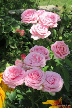 pink roses are blooming in the garden