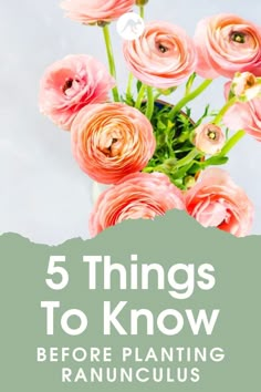 pink flowers in a vase with the words 5 things to know before planting ranuncus