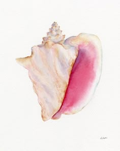 a watercolor painting of a pink and white shell