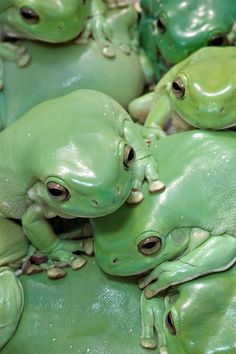 several green frogs sitting on top of each other