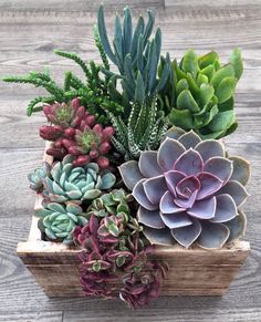 an assortment of succulents in a wooden container