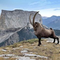 a mountain goat standing on top of a grass covered hillside