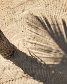 the shadow of a palm tree is cast on the sandy ground by an elephant's trunk