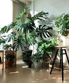 there are many houseplants in the room and one plant is on the floor