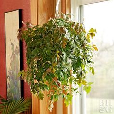 a potted plant hanging from the side of a window