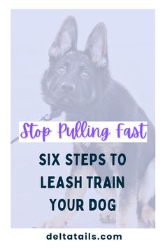 a black dog with the words stop pulling fast six steps to leash train your dog