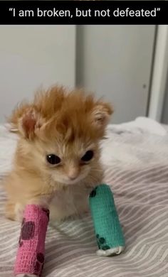 a small orange kitten sitting on top of a bed next to a broken leg toy