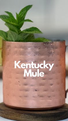 the kentucky mule copper mug has a green plant in it