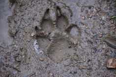 an animal's paw prints in the mud