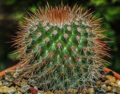 a cactus in a pot with rocks around it