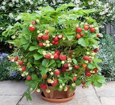 strawberry planters are stacked on top of each other in a garden area with stone pavers