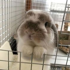 a rabbit is sitting in a cage with its head hanging over the top of it