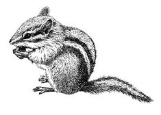 a black and white drawing of a chipmun eating something in its mouth with his paws