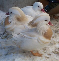 three white and brown birds standing on snow covered ground with their beaks open in front of them