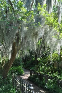 the path is surrounded by trees and plants