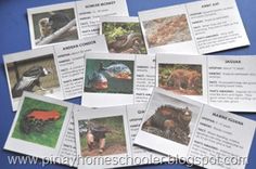 several cards with pictures of animals and birds on them, all showing information about each animal