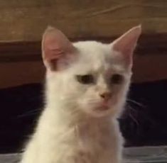 a white cat sitting on top of a wooden floor