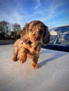 a small brown and black dog standing on top of a white car roof next to a blue sky