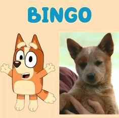 an image of a dog with the words bingo on it's face and in front of him is a cartoon character