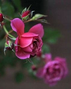 some pink flowers are blooming on a branch in front of a dark background with green leaves