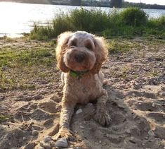 a dog is sitting in the sand near some water and grass with a bridge in the background