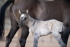 a baby horse standing next to an adult horse