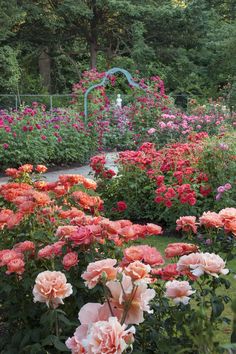 many pink and red flowers in a garden