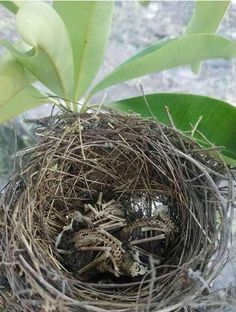 a bird's nest filled with baby birds