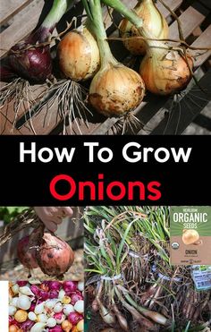 an image of how to grow onions in the garden with text overlay that reads, how to grow onions