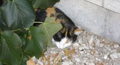 a calico cat laying on top of gravel next to a green leafy plant