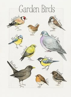 the birds are all different colors and sizes on this page, with words written below them