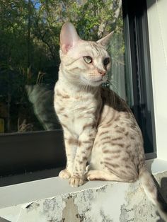 a cat sitting on the edge of a window sill