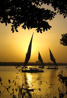 several sailboats are sailing on the water at sunset