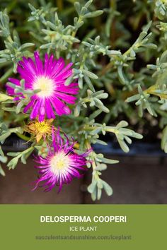 a close up of a plant with flowers in the foreground and text that reads delosperma cooperi